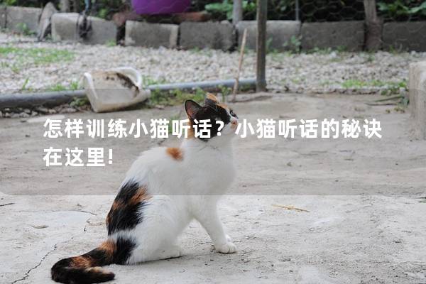 怎样训练小猫听话？小猫听话的秘诀在这里!