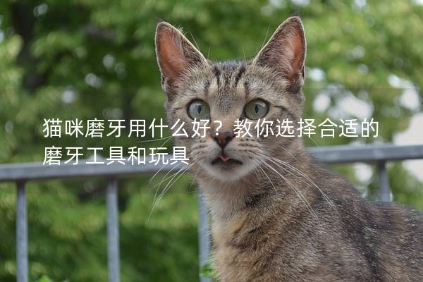 猫咪磨牙用什么好？教你选择合适的磨牙工具和玩具