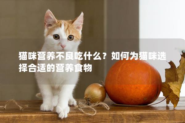 猫咪营养不良吃什么？如何为猫咪选择合适的营养食物