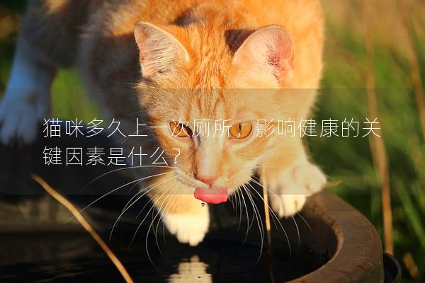 猫咪多久上一次厕所，影响健康的关键因素是什么？