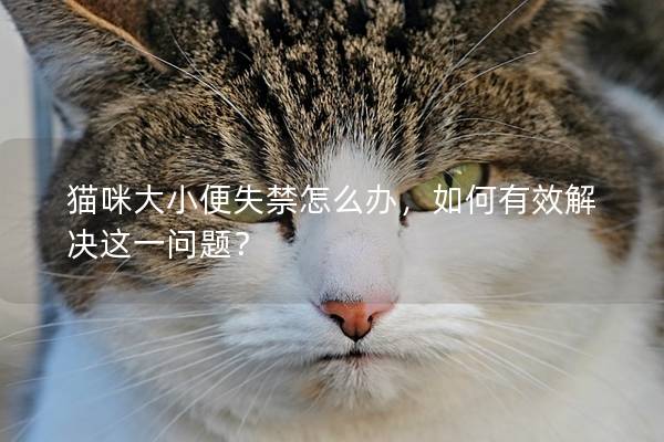 猫咪大小便失禁怎么办，如何有效解决这一问题？