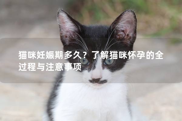 猫咪妊娠期多久？了解猫咪怀孕的全过程与注意事项