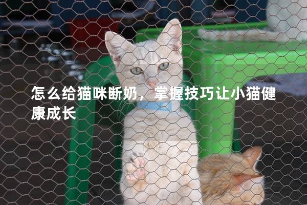 怎么给猫咪断奶，掌握技巧让小猫健康成长