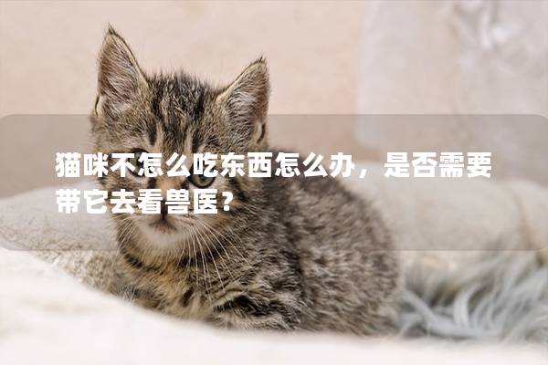 猫咪不怎么吃东西怎么办，是否需要带它去看兽医？