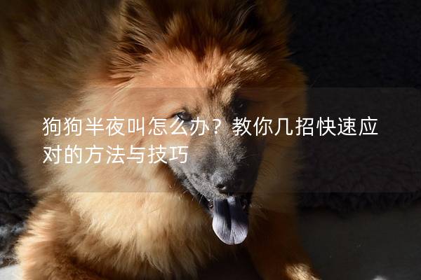 狗狗半夜叫怎么办？教你几招快速应对的方法与技巧