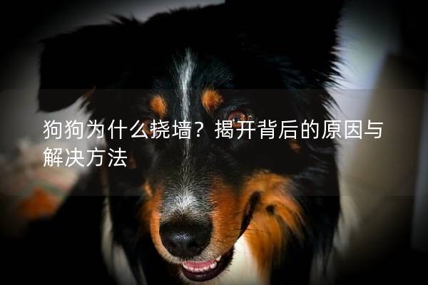 狗狗为什么挠墙？揭开背后的原因与解决方法