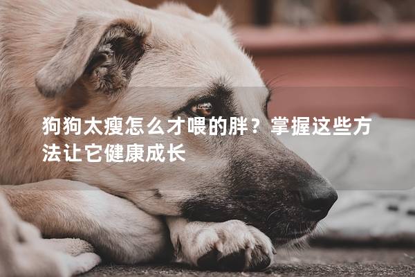 狗狗太瘦怎么才喂的胖？掌握这些方法让它健康成长