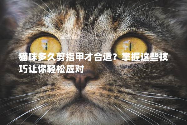 猫咪多久剪指甲才合适？掌握这些技巧让你轻松应对