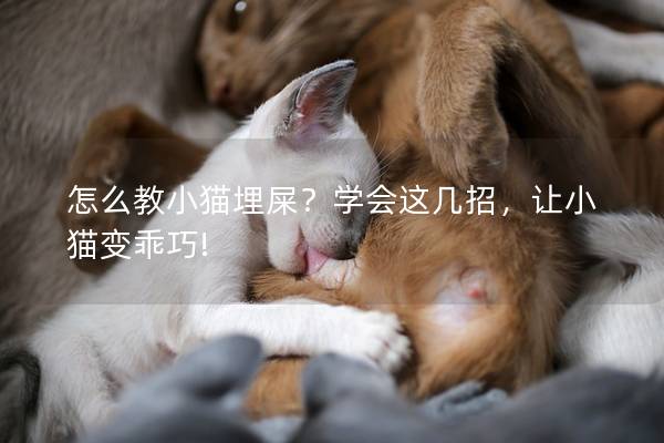 怎么教小猫埋屎？学会这几招，让小猫变乖巧!