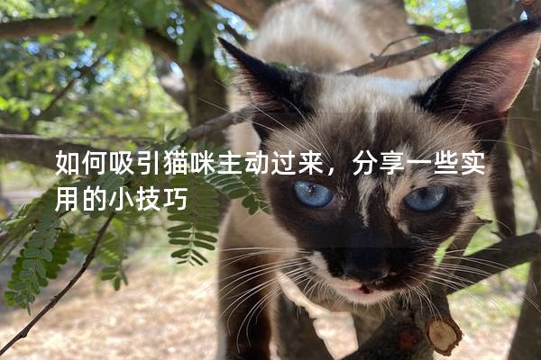 如何吸引猫咪主动过来，分享一些实用的小技巧