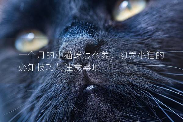 一个月的小猫咪怎么养，初养小猫的必知技巧与注意事项