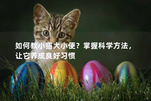 如何教小猫大小便？掌握科学方法，让它养成良好习惯