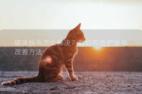 猫咪脱毛怎么解决？教你有效护理与改善方法