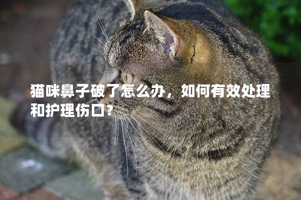 猫咪鼻子破了怎么办，如何有效处理和护理伤口？