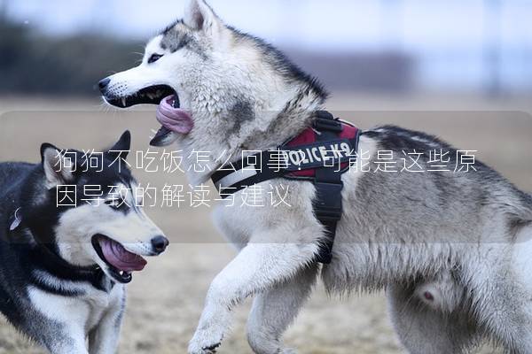 狗狗不吃饭怎么回事？可能是这些原因导致的解读与建议