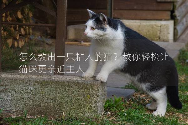 怎么教出一只粘人的猫？教你轻松让猫咪更亲近主人