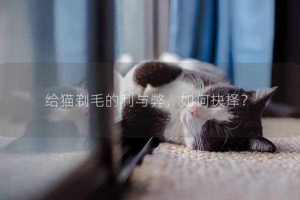 给猫剃毛的利与弊，如何抉择？