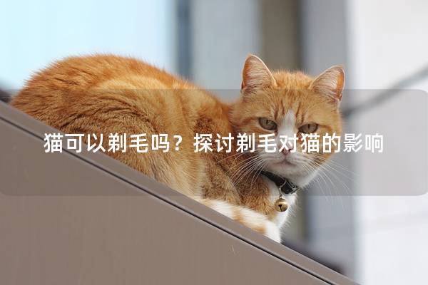 猫可以剃毛吗？探讨剃毛对猫的影响