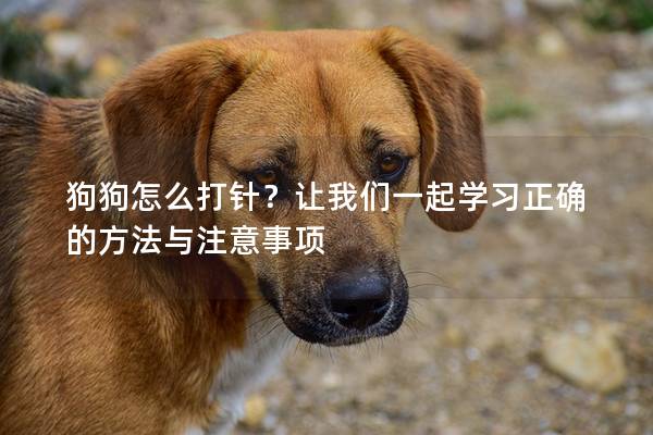 狗狗怎么打针？让我们一起学习正确的方法与注意事项