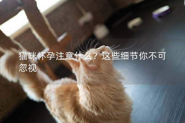 猫咪怀孕注意什么？这些细节你不可忽视