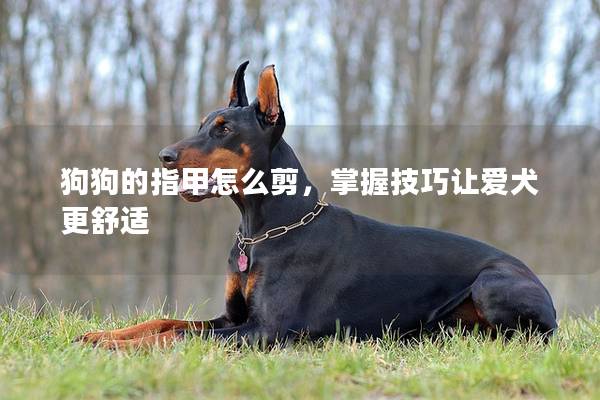 狗狗的指甲怎么剪，掌握技巧让爱犬更舒适