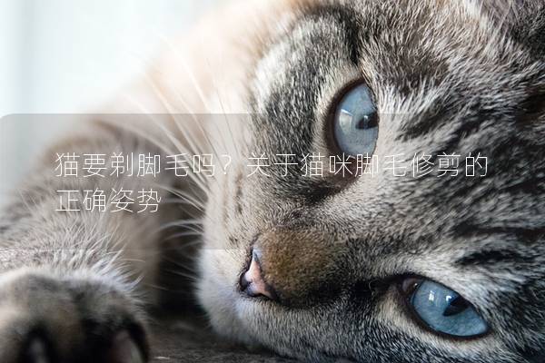 猫要剃脚毛吗？关于猫咪脚毛修剪的正确姿势