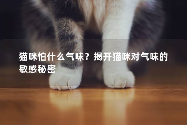 猫咪怕什么气味？揭开猫咪对气味的敏感秘密