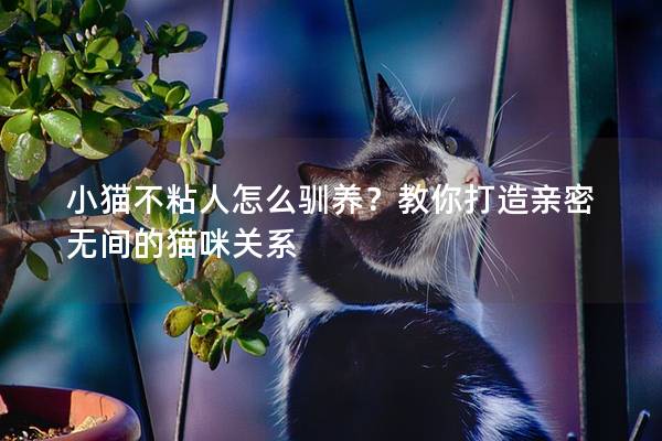 小猫不粘人怎么驯养？教你打造亲密无间的猫咪关系