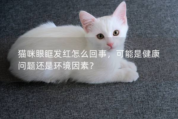 猫咪眼眶发红怎么回事，可能是健康问题还是环境因素？