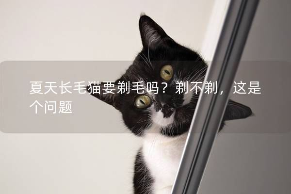 夏天长毛猫要剃毛吗？剃不剃，这是个问题