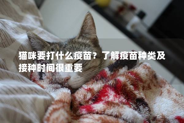 猫咪要打什么疫苗？了解疫苗种类及接种时间很重要