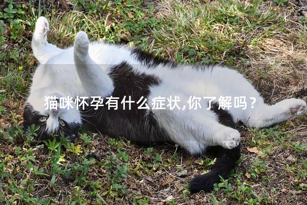 猫咪怀孕有什么症状,你了解吗？