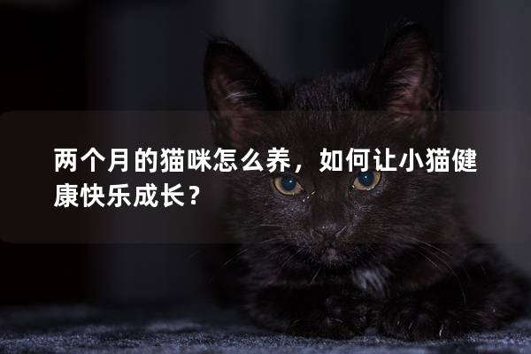 两个月的猫咪怎么养，如何让小猫健康快乐成长？