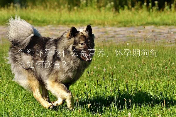 狗狗怀孕吃什么有营养，怀孕期狗狗该如何饮食？