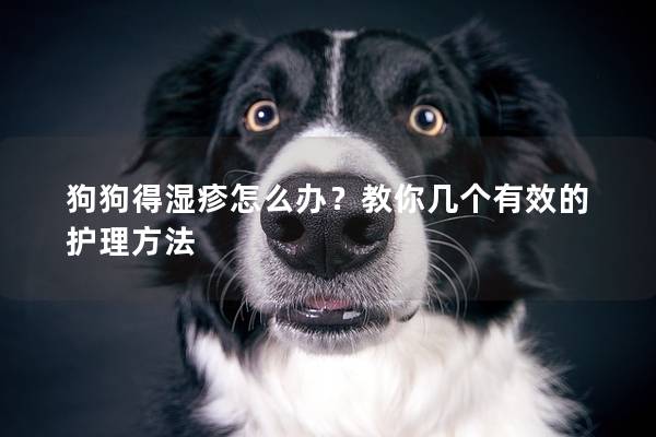 狗狗得湿疹怎么办？教你几个有效的护理方法