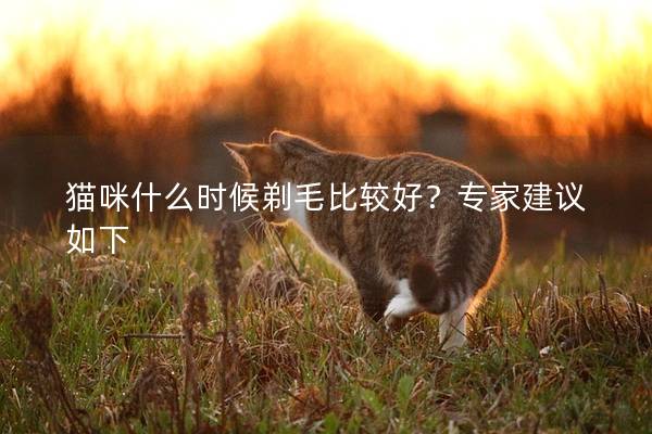 猫咪什么时候剃毛比较好？专家建议如下