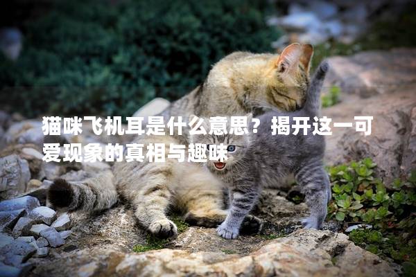 猫咪飞机耳是什么意思？揭开这一可爱现象的真相与趣味