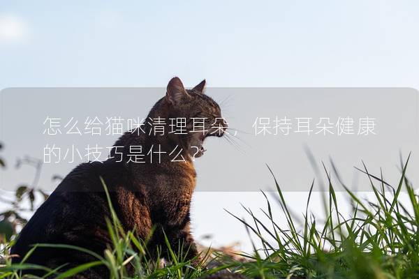 怎么给猫咪清理耳朵，保持耳朵健康的小技巧是什么？