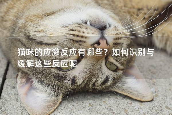 猫咪的应激反应有哪些？如何识别与缓解这些反应呢