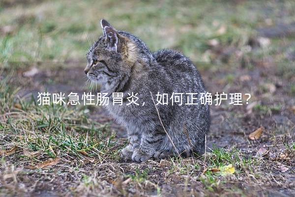 猫咪急性肠胃炎，如何正确护理？