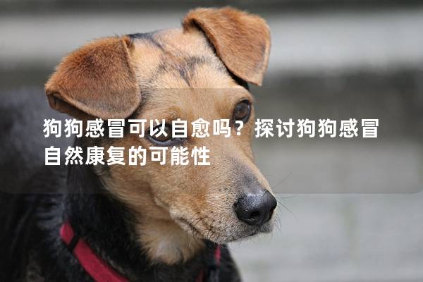 狗狗感冒可以自愈吗？探讨狗狗感冒自然康复的可能性