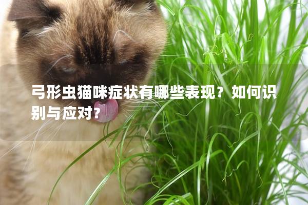 弓形虫猫咪症状有哪些表现？如何识别与应对？