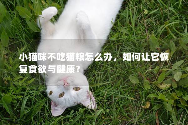 小猫咪不吃猫粮怎么办，如何让它恢复食欲与健康？