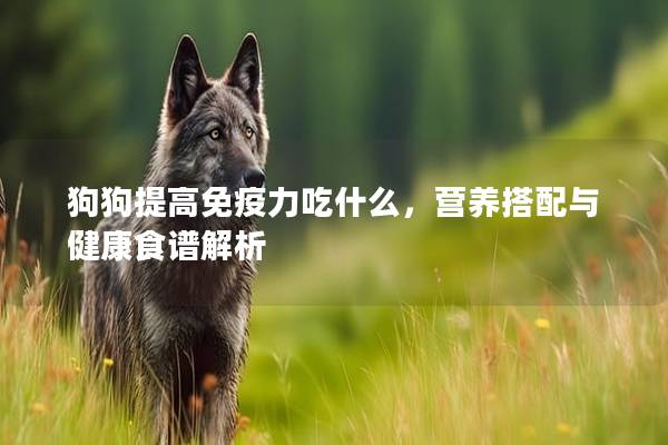 狗狗提高免疫力吃什么，营养搭配与健康食谱解析