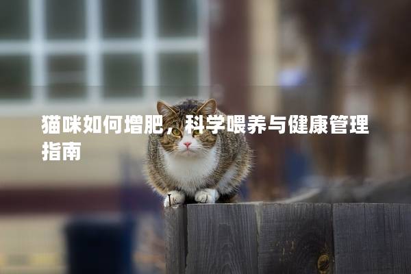 猫咪如何增肥，科学喂养与健康管理指南