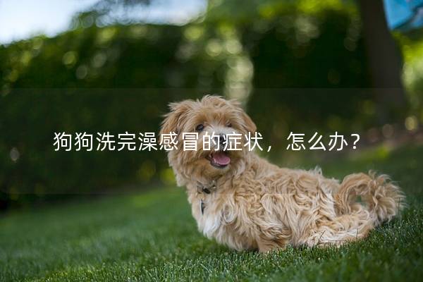 狗狗洗完澡感冒的症状，怎么办？