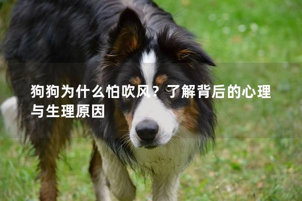 狗狗为什么怕吹风？了解背后的心理与生理原因