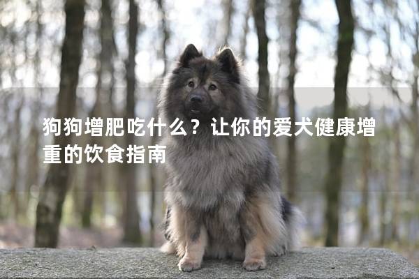 狗狗增肥吃什么？让你的爱犬健康增重的饮食指南