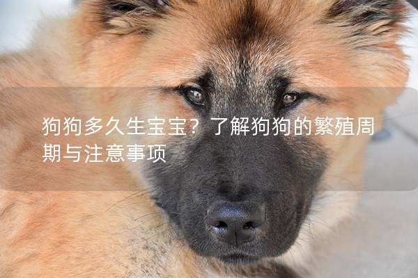 狗狗多久生宝宝？了解狗狗的繁殖周期与注意事项