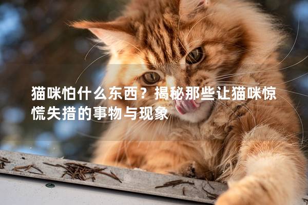 猫咪怕什么东西？揭秘那些让猫咪惊慌失措的事物与现象